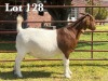 1X BOER GOAT DOE COMMERCIAL COLOUR - 3