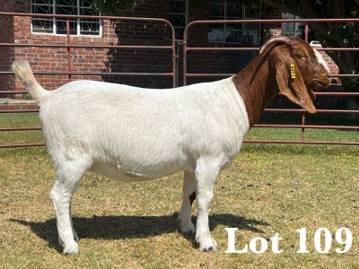 1X BOER GOAT DOE STUD