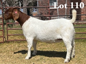 1X BOER GOAT DOE COMMERCIAL COLOUR TEATS