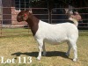 1X BOER GOAT DOE COMMERCIAL TEATS