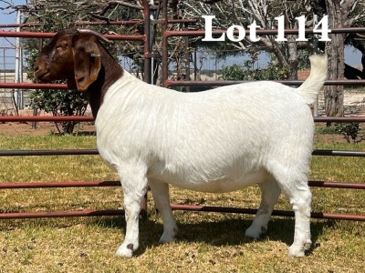 1X BOER GOAT DOE STUD