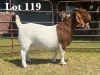 1X BOER GOAT DOE COMMERCIAL COLOUR