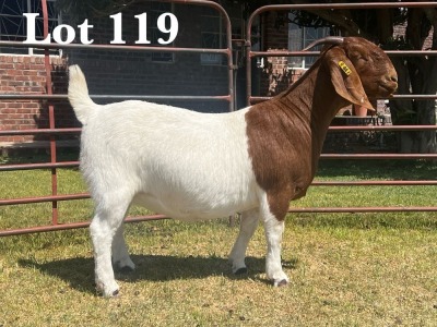 1X BOER GOAT DOE COMMERCIAL COLOUR