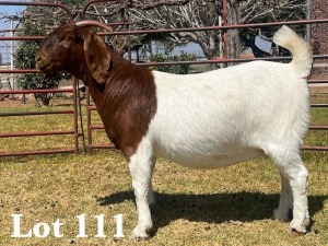 1X BOER GOAT DOE COMMERCIAL COLOUR TEATS