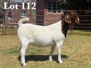 1X BOER GOAT DOE COMMERCIAL TEATS