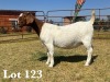 1X BOER GOAT DOE COMMERCIAL TEATS