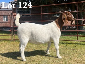 1X BOER GOAT DOE COMMERCIAL TEATS