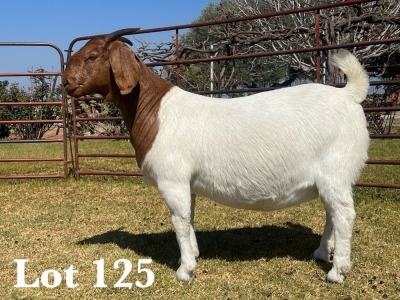 1X BOER GOAT DOE COMMERCIAL TEATS