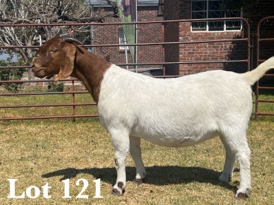 1X BOER GOAT DOE COMMERCIAL COLOUR