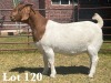 1X BOER GOAT DOE COMMERCIAL TEATS