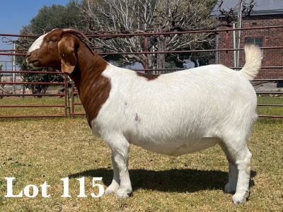 1X BOER GOAT DOE COMMERCIAL COLOUR