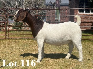 1X BOER GOAT DOE COMMERCIAL TEATS