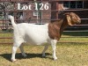 1X BOER GOAT DOE COMMERCIAL COLOUR