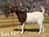 1X BOER GOAT DOE COMMERCIAL COLOUR TEATS