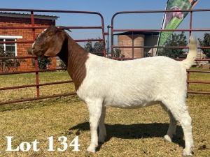 1X BOER GOAT DOE COMMERCIAL TEATS