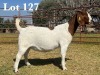 1X BOER GOAT DOE COMMERCIAL COLOUR TEATS