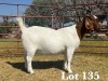 1X BOER GOAT DOE STUD