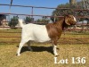 1X BOER GOAT DOE COMMERCIAL COLOUR