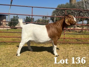 1X BOER GOAT DOE COMMERCIAL COLOUR