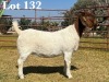 1X BOER GOAT DOE COMMERCIAL