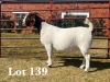 1X BOER GOAT DOE STUD