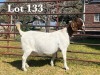 1X BOER GOAT DOE STUD