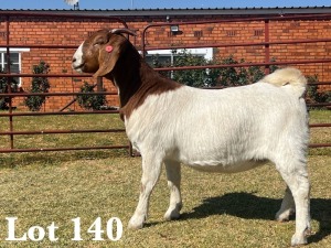 1X BOER GOAT DOE COMMERCIAL COLOUR