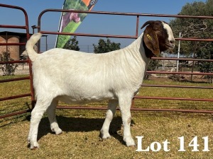 1X BOER GOAT DOE COMMERCIAL TEATS