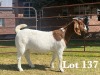 1X BOER GOAT DOE COMMERCIAL