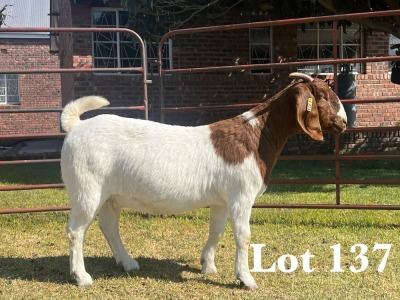 1X BOER GOAT DOE COMMERCIAL