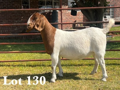 1X BOER GOAT DOE COMMERCIAL TEATS