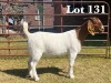 1X BOER GOAT DOE COMMERCIAL TEATS