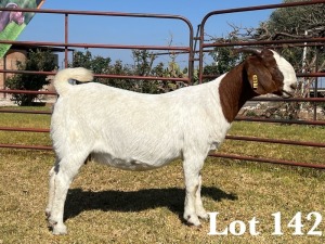 1X BOER GOAT DOE COMMERCIAL TEATS