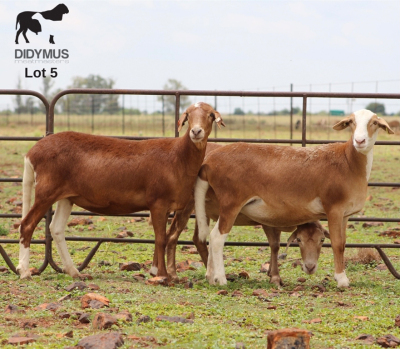 LOT 5 3X MEATMASTER DIDYMUS MEATMASTERS CHRISTOF GROBLER : 0837812076