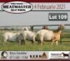 LOT 109&nbsp;3X MEATMASTER&nbsp;OOI MET LAMMERS/EWE WITH LAMBS KERN MEATMASTERS(PER STUK OM LOT TE NEEM/PER PIECE TO TAKE THE LOT) - 2