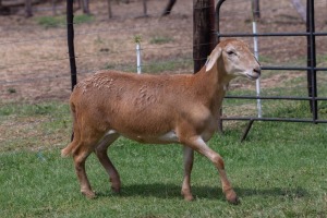 1X OOI/EWE B3 Genetics - Charles Freeme - 074 207 0007 (Highest Bidder may choose A, B, C or D of Lot round or take all - Pay per piece. Choice once per Lot round, Rest to take all)