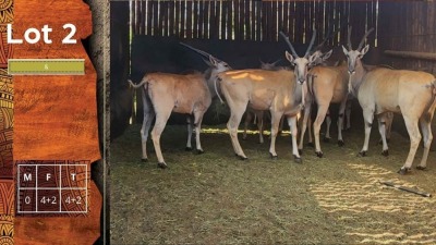 4+2X Eland F:4+2 HANS JEURISSEN (Per Piece to take the lot/Per stuk om lot te neem)