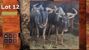 2X Blouwildebees M:2 SA GAME BREEDERS NW PTY LTD (Per Piece to take the lot/Per stuk om lot te neem)