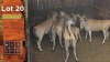 5+1X Eland F:5+1 SHIMBA HILLS SAFARIS (Per Piece to take the lot/Per stuk om lot te neem)