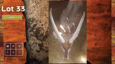 1X Waterbok M:1 F: 25 2/8" A VERSTER PROPERTIES