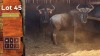 2X Blouwildebees M:2 SA GAME BREEDERS NW PTY LTD (Per Piece to take the lot/Per stuk om lot te neem)