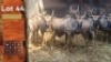 10X Blouwildebees M:10 Jonk SA GAME BREEDERS NW PTY LTD (Per Piece to take the lot/Per stuk om lot te neem)