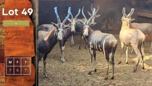 7X Blesbok M:7 STEYL WILD PTY LTD (Per Piece to take the lot/Per stuk om lot te neem)