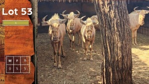 5X Gouewildebees F:5 SA GAME BREEDERS NW PTY LTD (Per Piece to take the lot/Per stuk om lot te neem)