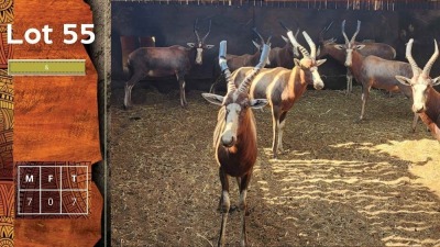 7X Blesbok M:7 STEYL WILD PTY LTD (Per Piece to take the lot/Per stuk om lot te neem)