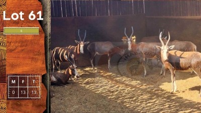 10X Blesbok F:10 STEYL WILD PTY LTD (Per Piece to take the lot/Per stuk om lot te neem)