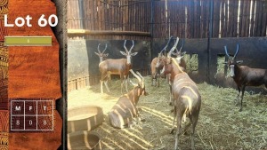 8X Blesbok M:8 STEYL WILD PTY LTD (Per Piece to take the lot/Per stuk om lot te neem)