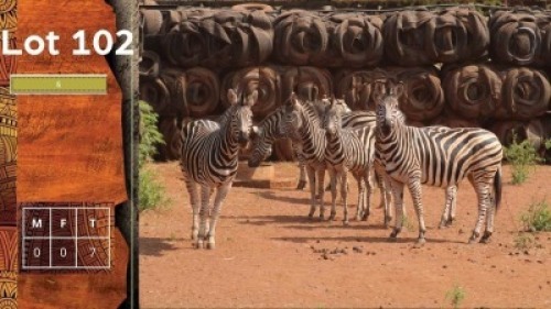 7X Zebra MICHAEL BOTHA (Per Piece to take the lot/Per stuk om lot te neem)