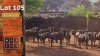 14X Blouwildebees F:14 SA GAME BREEDERS NW PTY LTD (Per Piece to take the lot/Per stuk om lot te neem)