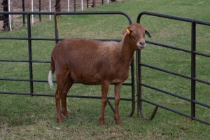 1X OOI/EWE B3 Genetics - Charles Freeme - 074 207 0007